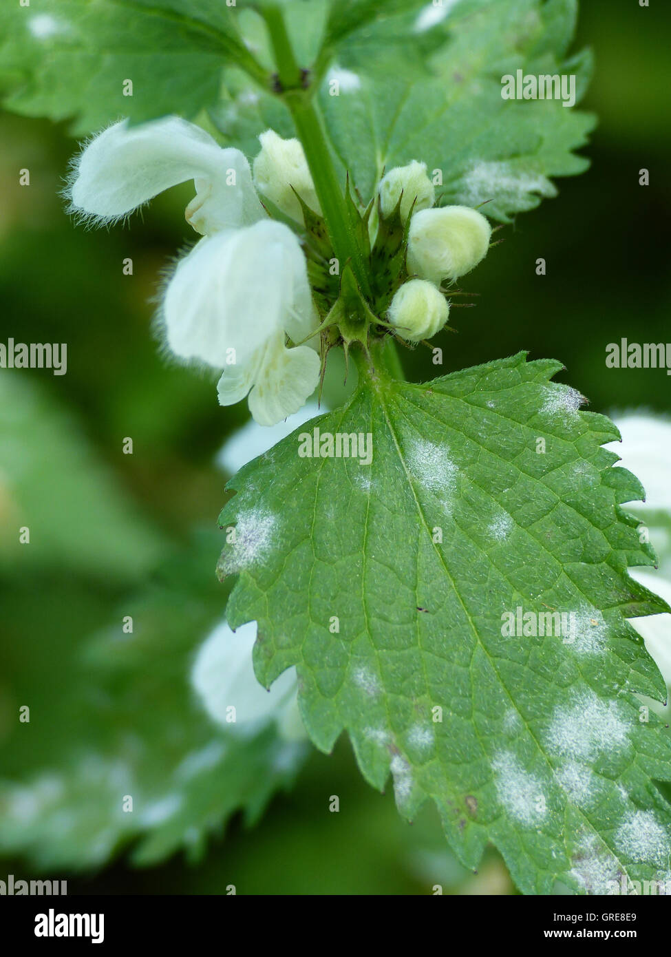 Deadnettle avec l'oïdium, la maladie des plantes Banque D'Images