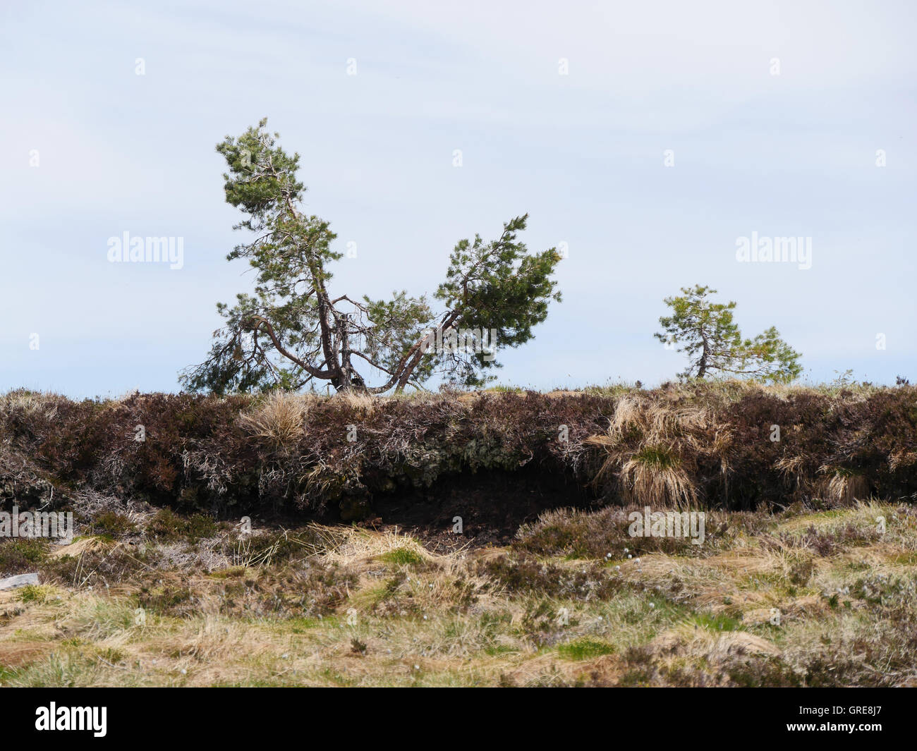 Hornisgrinde, haute lande, dans la Forêt Noire Banque D'Images