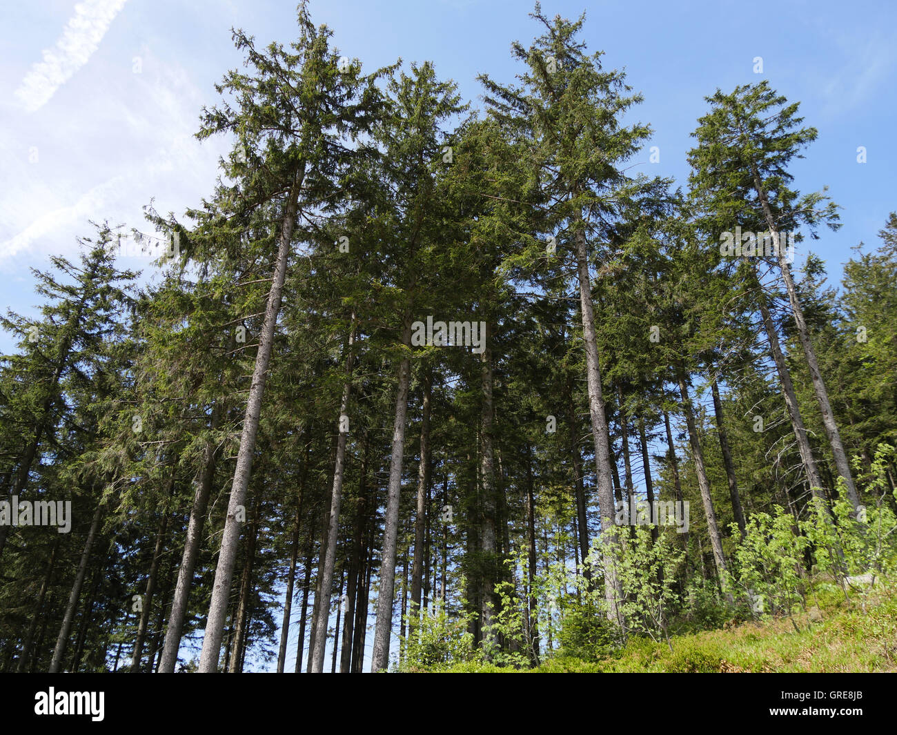 Forêt Noire Banque D'Images