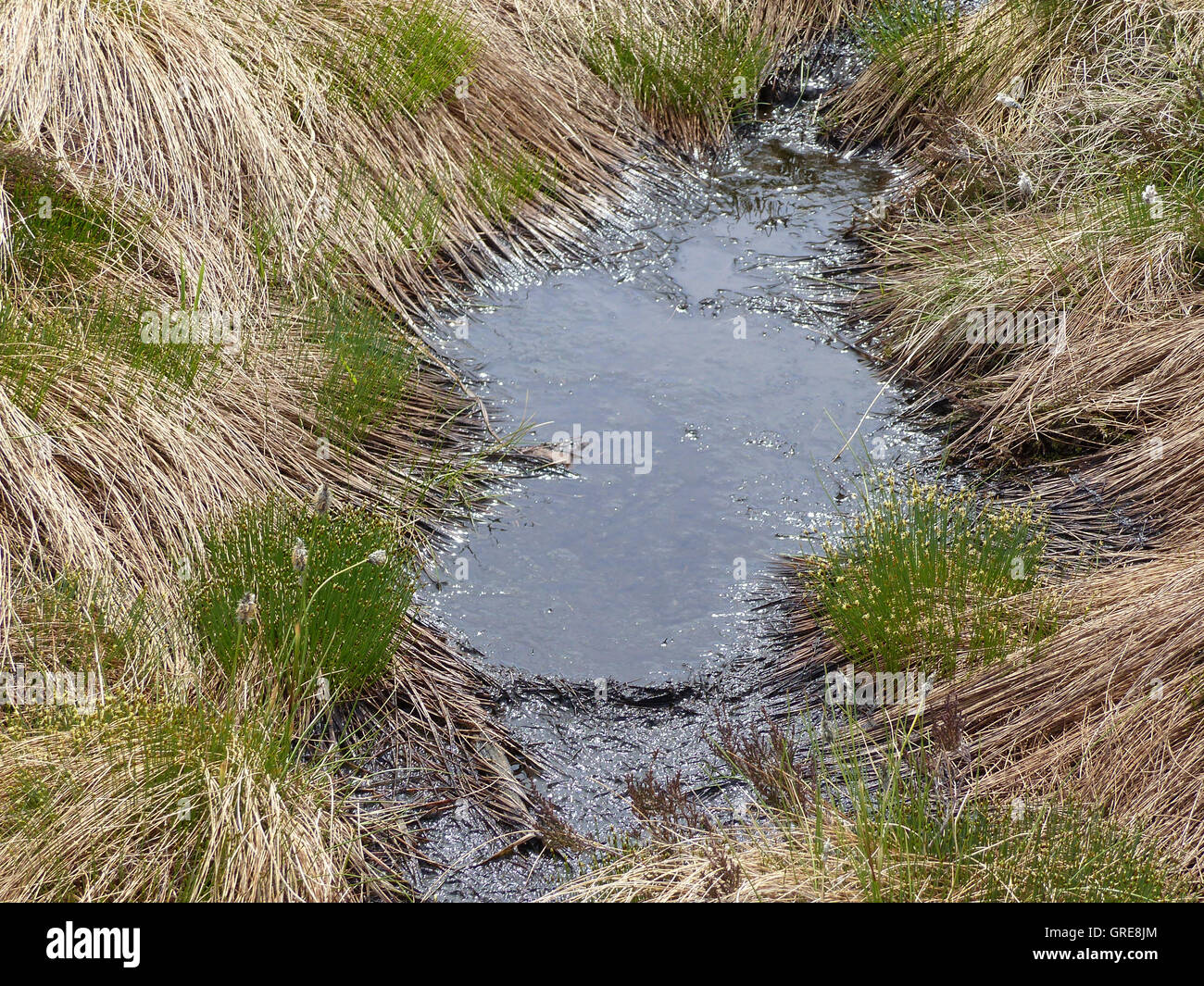 Hornisgrinde Highmoor dans la Forêt Noire Banque D'Images