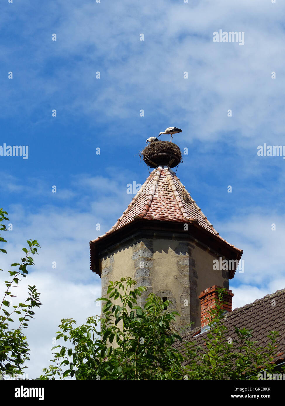 Cigognes blanches dans un nid de cigognes Banque D'Images