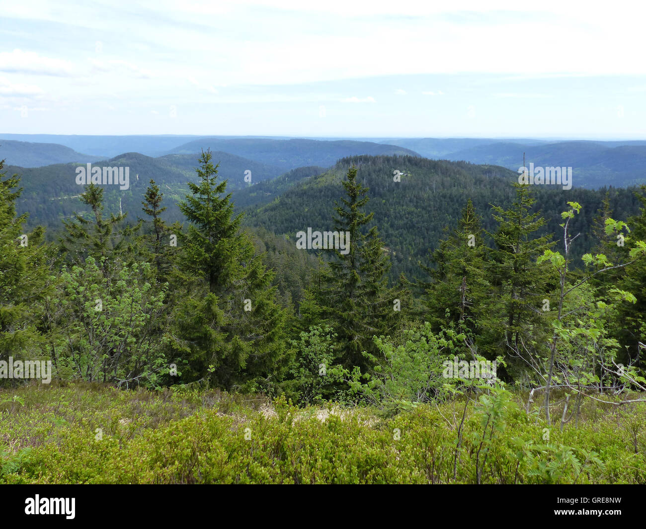 Forêt Noire Banque D'Images