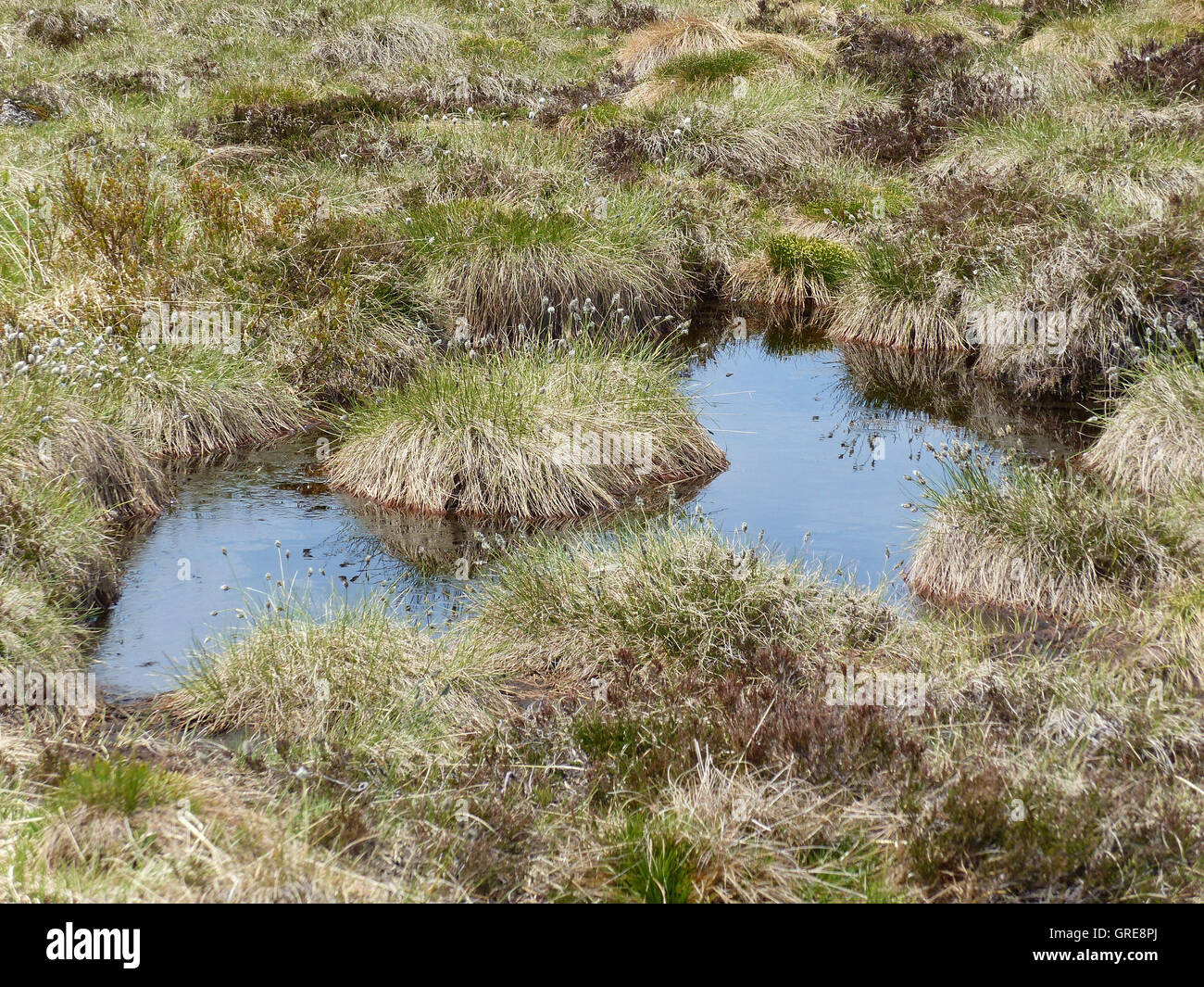 Hornisgrinde Highmoor dans la Forêt Noire Banque D'Images