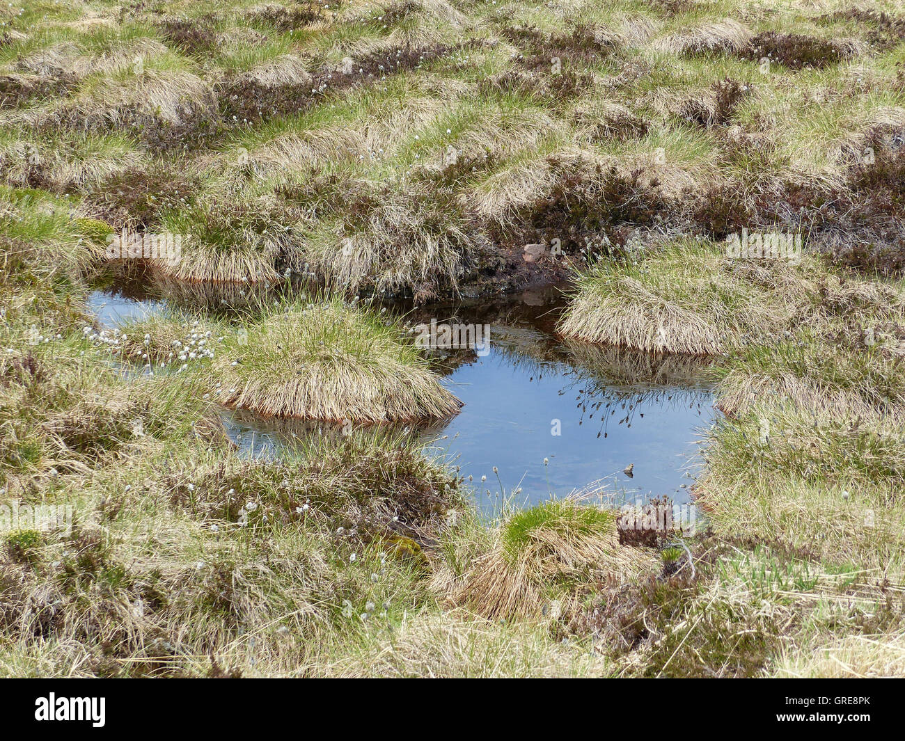 Hornisgrinde Highmoor dans la Forêt Noire Banque D'Images
