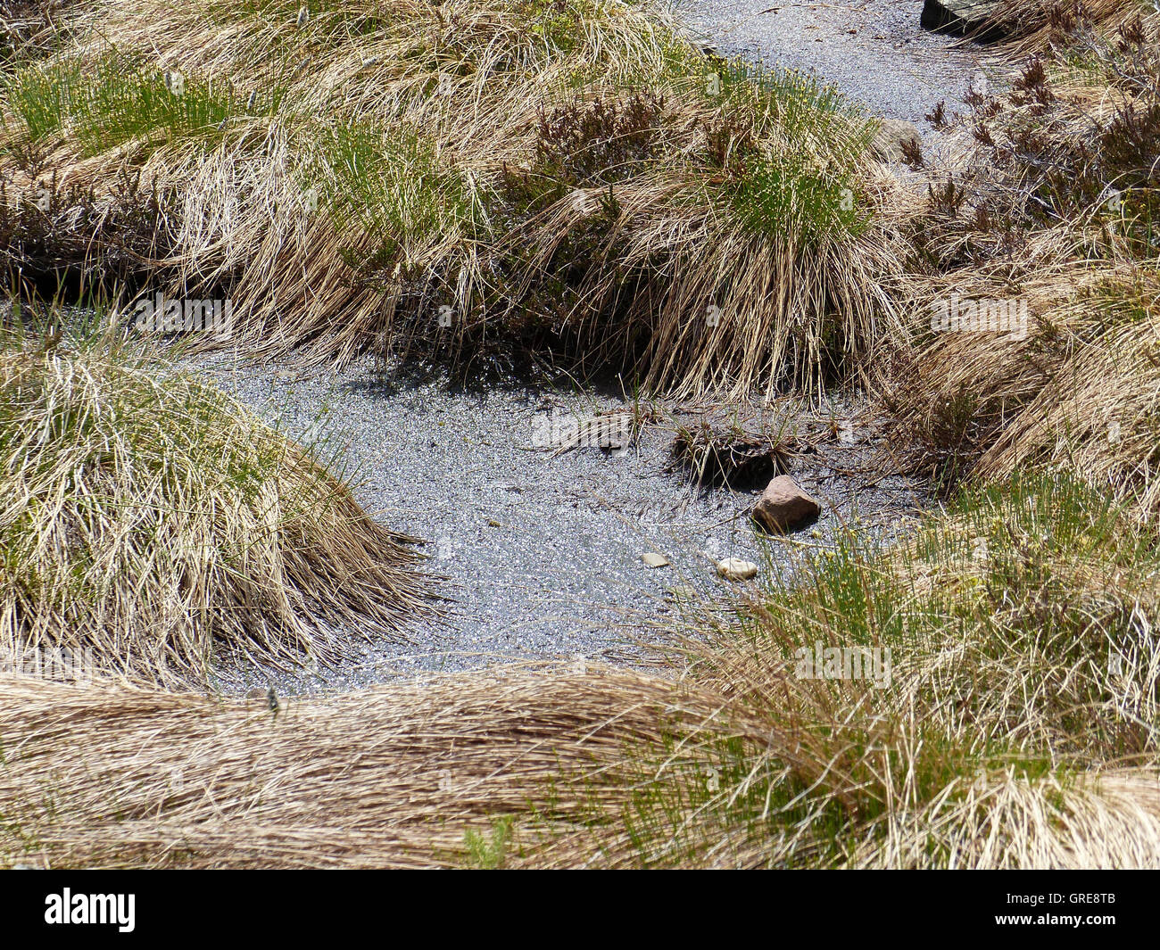 Hornisgrinde Highmoor dans la Forêt Noire Banque D'Images