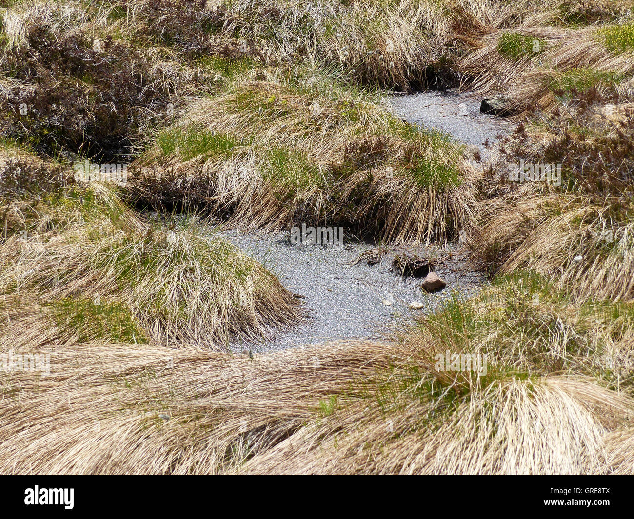 Hornisgrinde Highmoor dans la Forêt Noire Banque D'Images