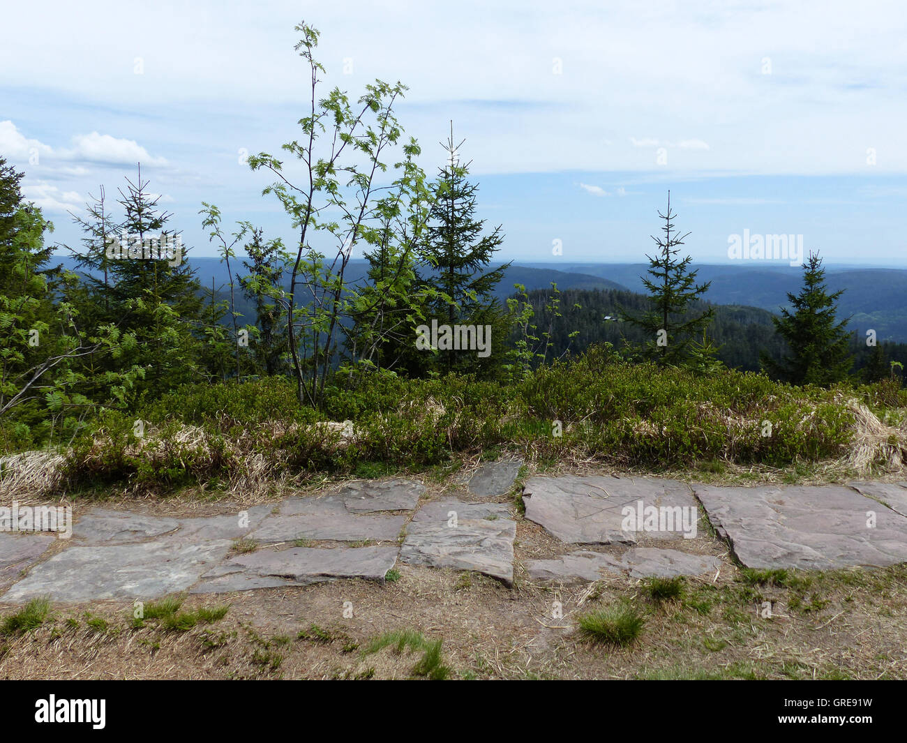 Hornisgrinde, haute lande, dans la Forêt Noire Banque D'Images