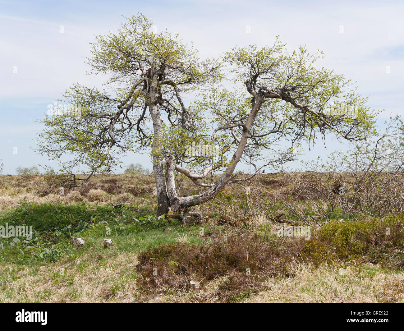 Hornisgrinde, haute lande, dans la Forêt Noire Banque D'Images