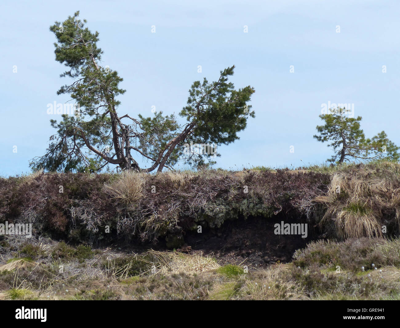 Hornisgrinde, haute lande, dans la Forêt Noire Banque D'Images