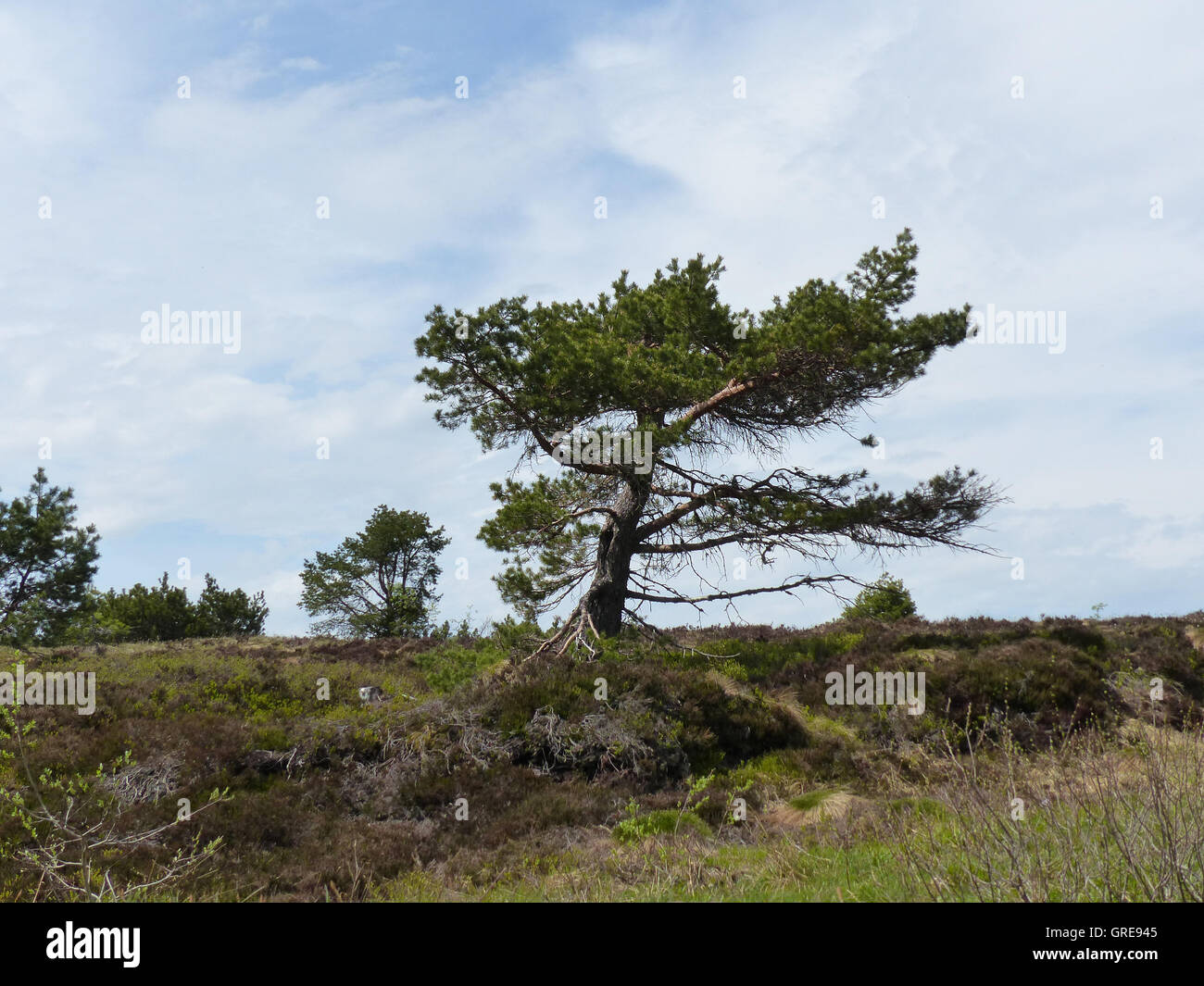 Hornisgrinde, haute lande, dans la Forêt Noire Banque D'Images