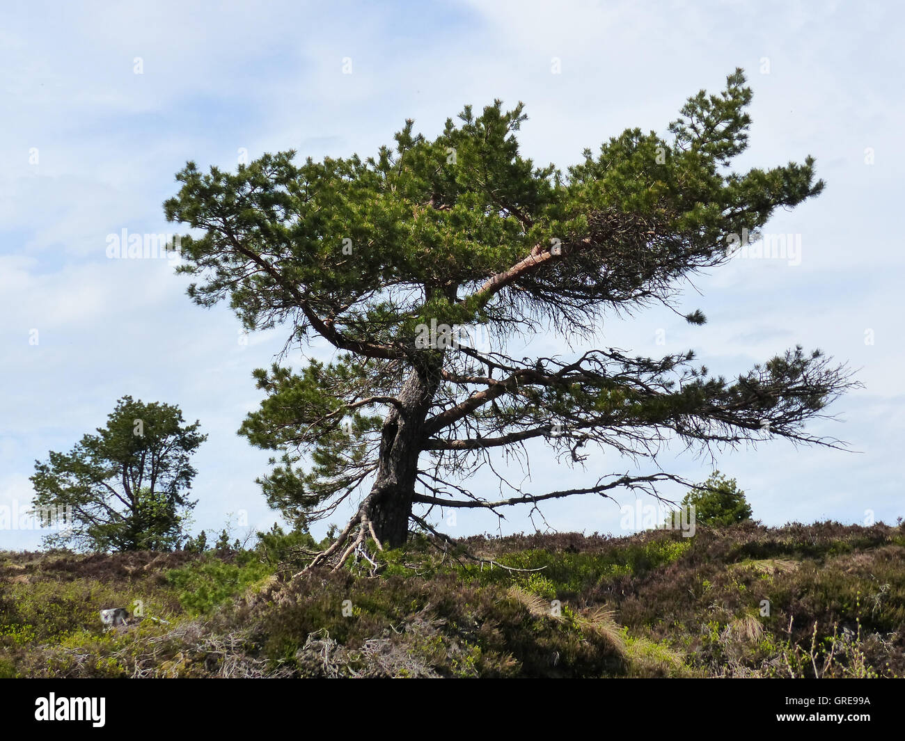 Hornisgrinde, haute lande, dans la Forêt Noire Banque D'Images