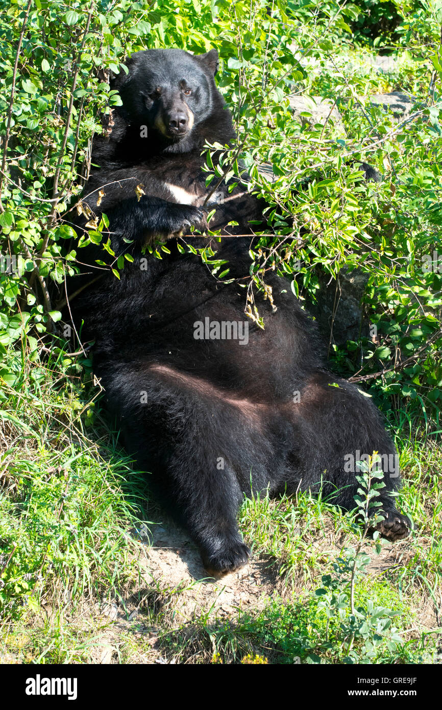 Une atmosphère détendue dans l'ours noir berry patch. Banque D'Images