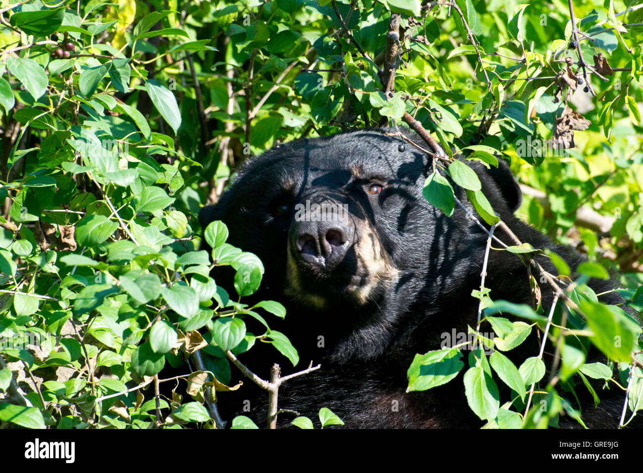 Close-up d'un ours noir dans le Berry patch. Banque D'Images