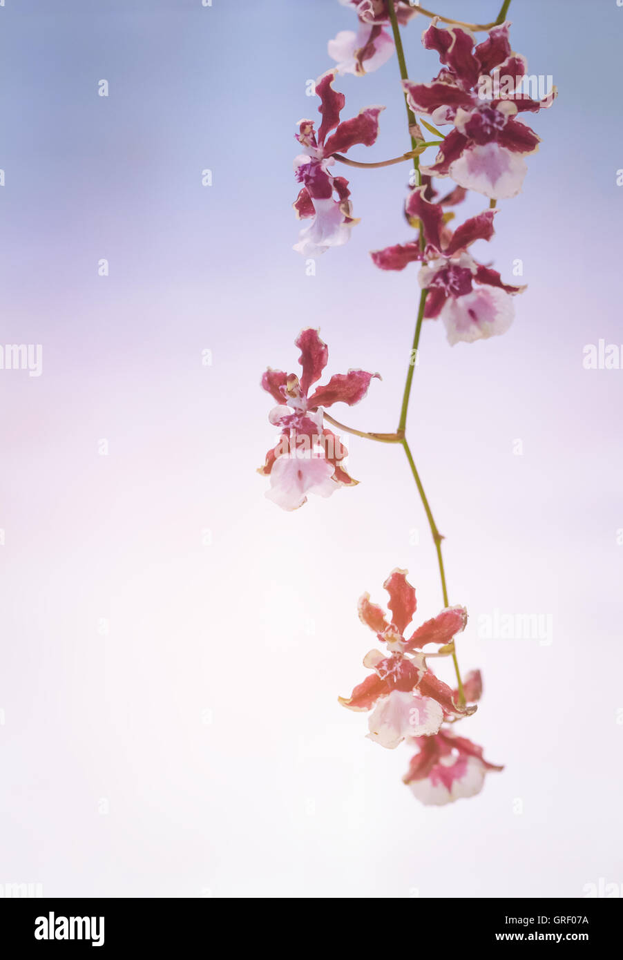 Orchidée fleur rouge accroché sur ton doux de couleur rose et violet. Banque D'Images