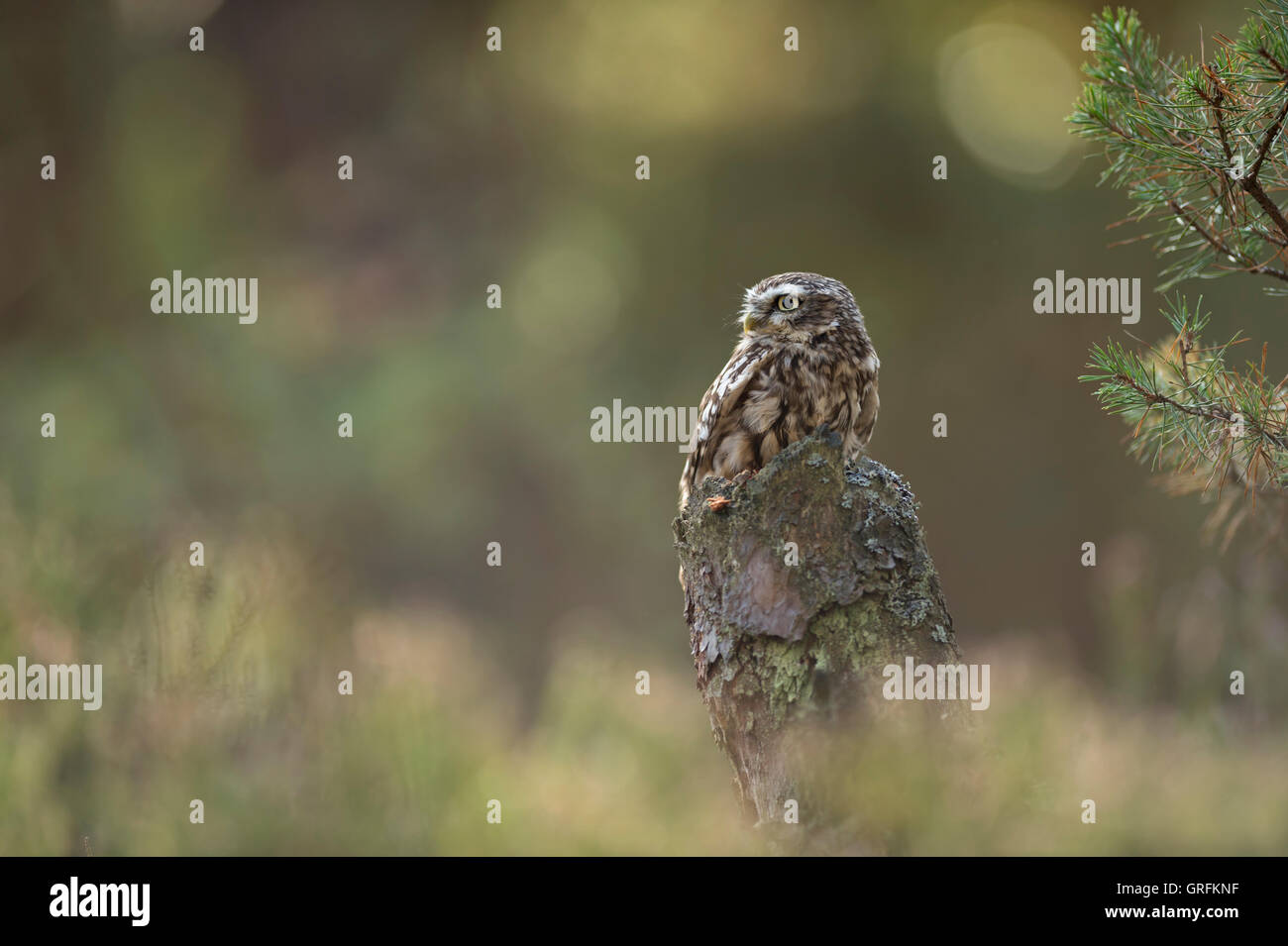 Little Owl / Minervas Owl / Steinkauz ( Athene noctua ) perché sur une souche d'arbre d'un pin, bronzer, regarde en arrière, la faune, l'Europe. Banque D'Images