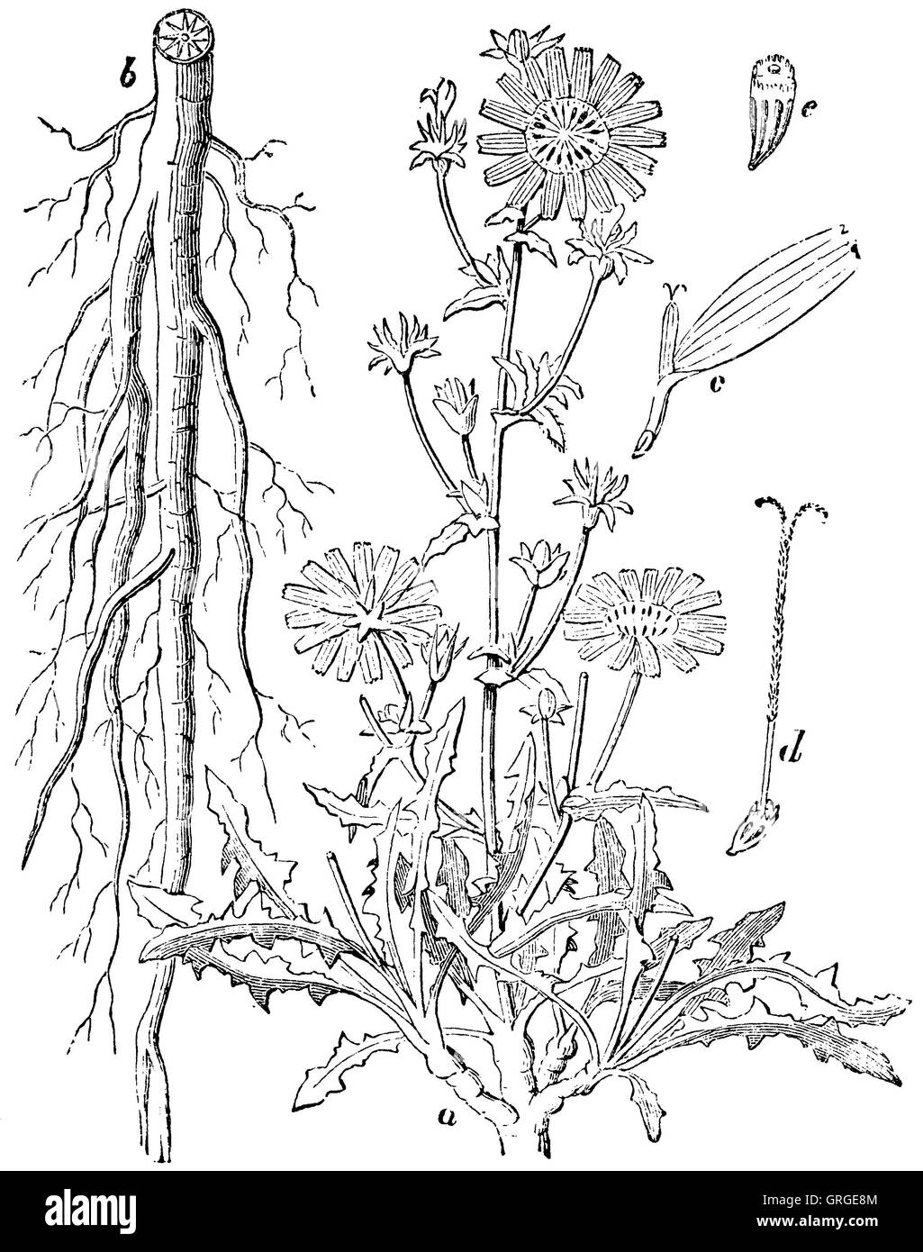 Chicorée commune - une tige et fleur), b), c) racine pétale unique, d) Pilon, e) de la couronne de graines Banque D'Images