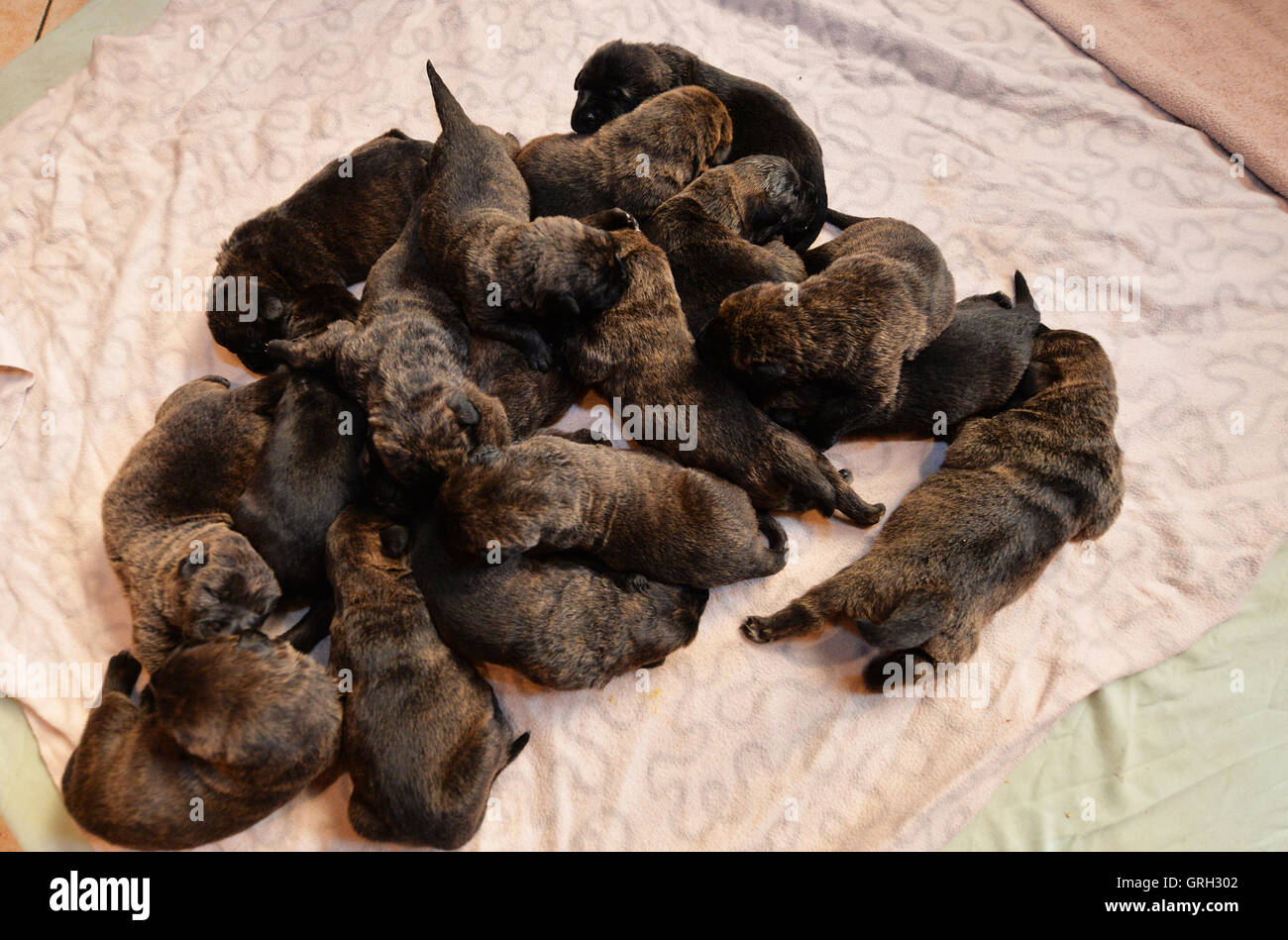Bad Zwischenahn, Gemrany. Sep 8, 2016. 17 chiots mastiff lying on a blanket à Bad Zwischenahn, Gemrany, 8 septembre 2016. À la fin du mois d'août, mastiff femme aeuschen «' a 17 chiots à la vie. PHOTO : CARMEN JASPERSEN/dpa/Alamy Live News Banque D'Images