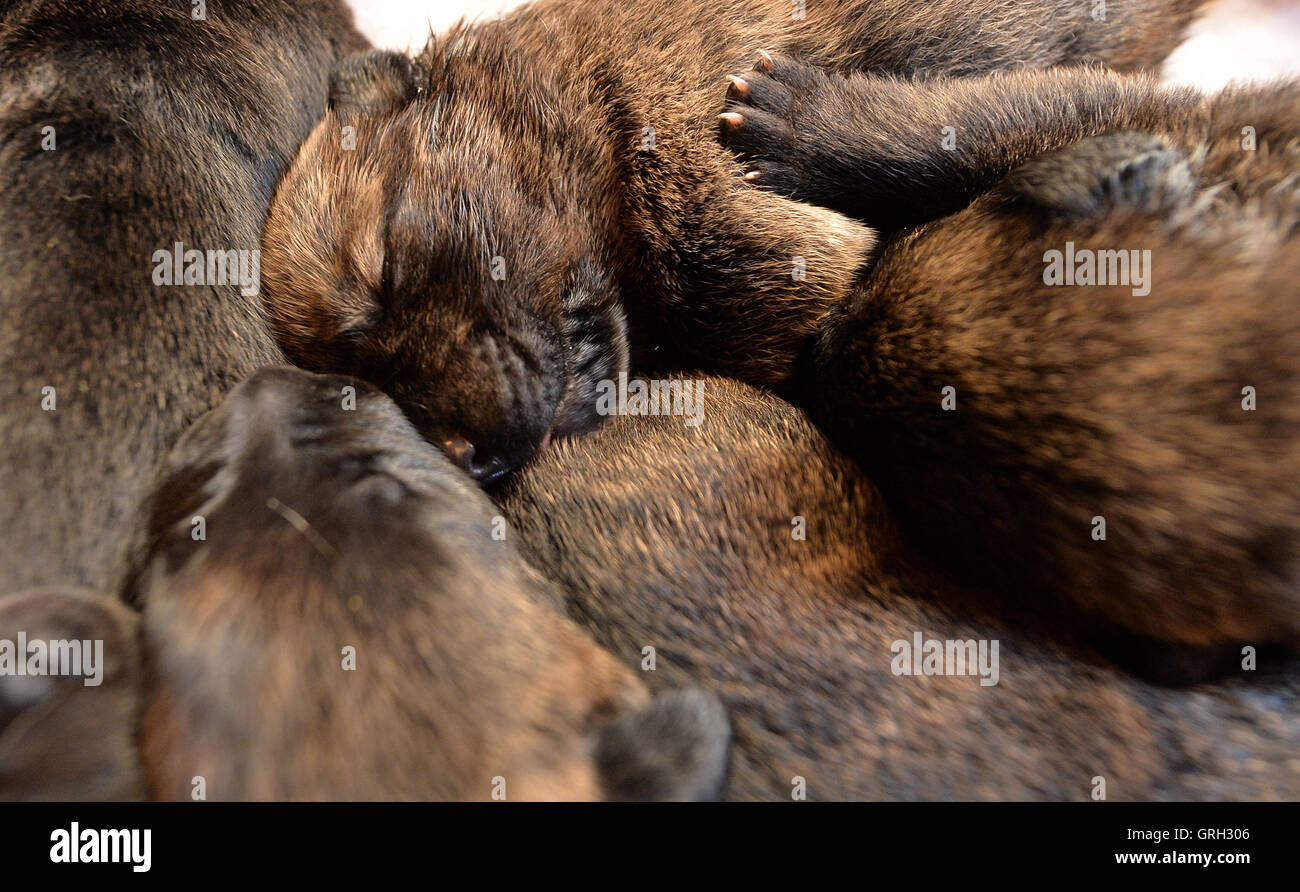 Bad Zwischenahn, Gemrany. Sep 8, 2016. Cinq des 17 chiots mastiff dormir sur une couverture à Bad Zwischenahn, Gemrany, 8 septembre 2016. À la fin du mois d'août, mastiff femme aeuschen «' a 17 chiots à la vie. PHOTO : CARMEN JASPERSEN/dpa/Alamy Live News Banque D'Images