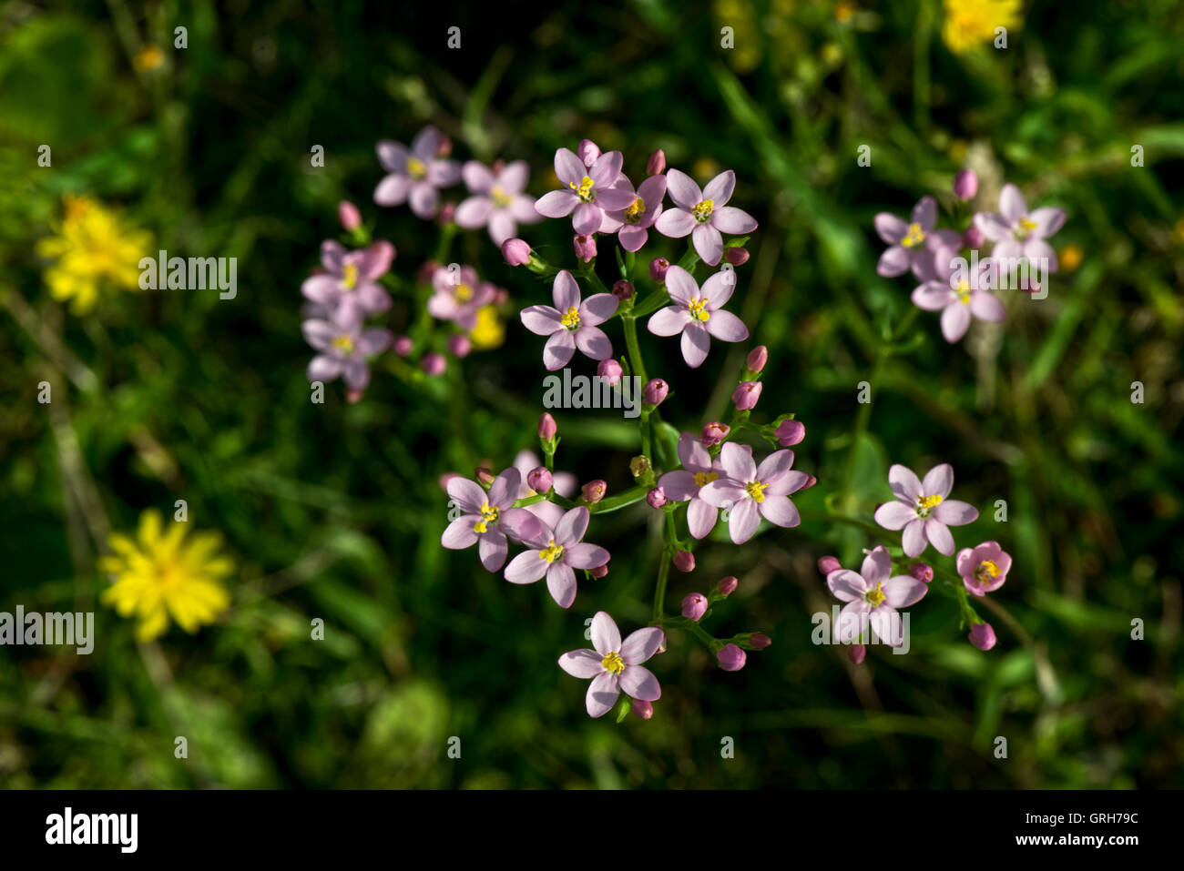 Centaurée Centaurium erythraea commune - trouvée à Willington, Derbyshire, Angleterre, RU Banque D'Images