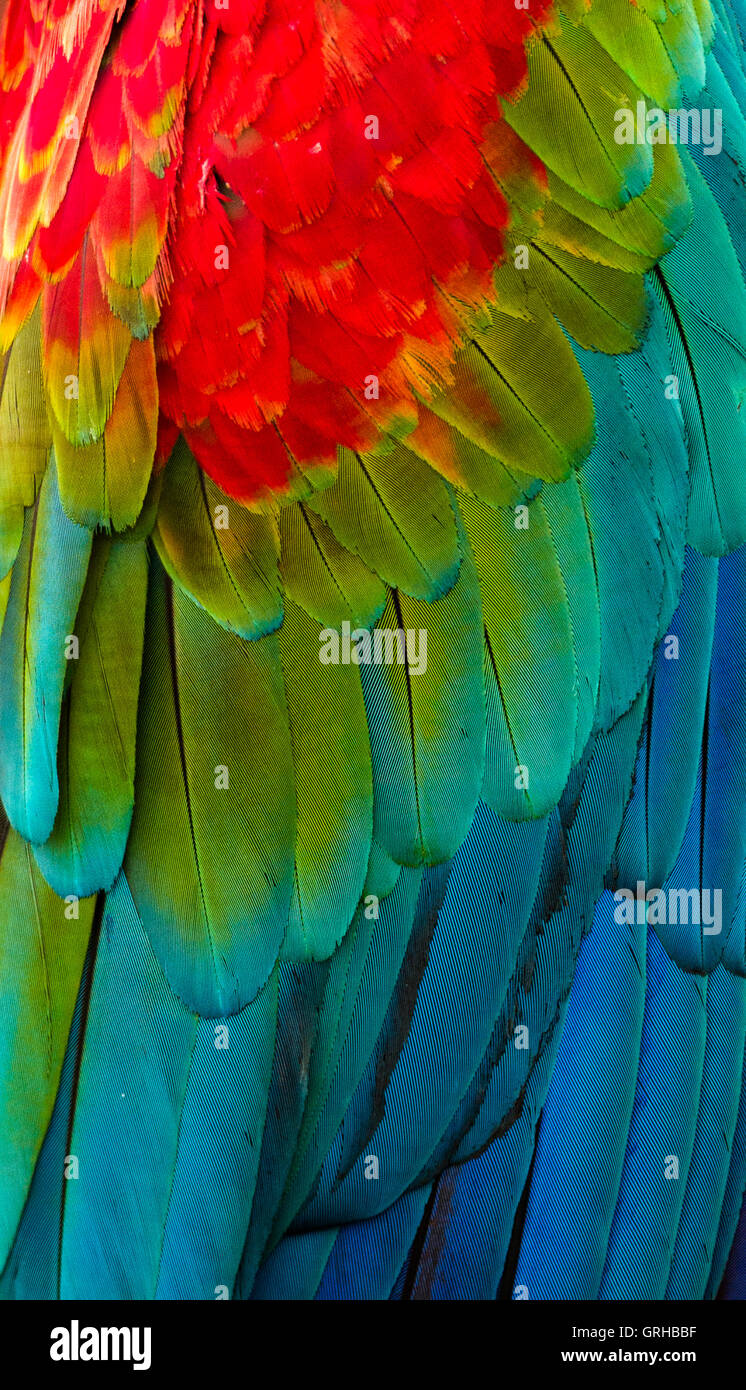 Red-et-aile Ara vert close up Banque D'Images