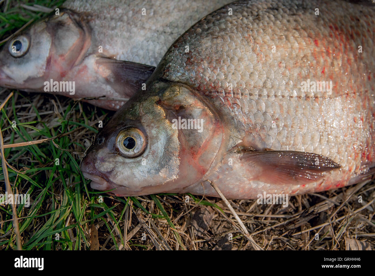 Les poissons d'eau douce qui vient d'être prise à partir de l'eau. Vue rapprochée de plusieurs poissons daurade sur l'herbe verte. La capture de poissons - brème commune. Banque D'Images