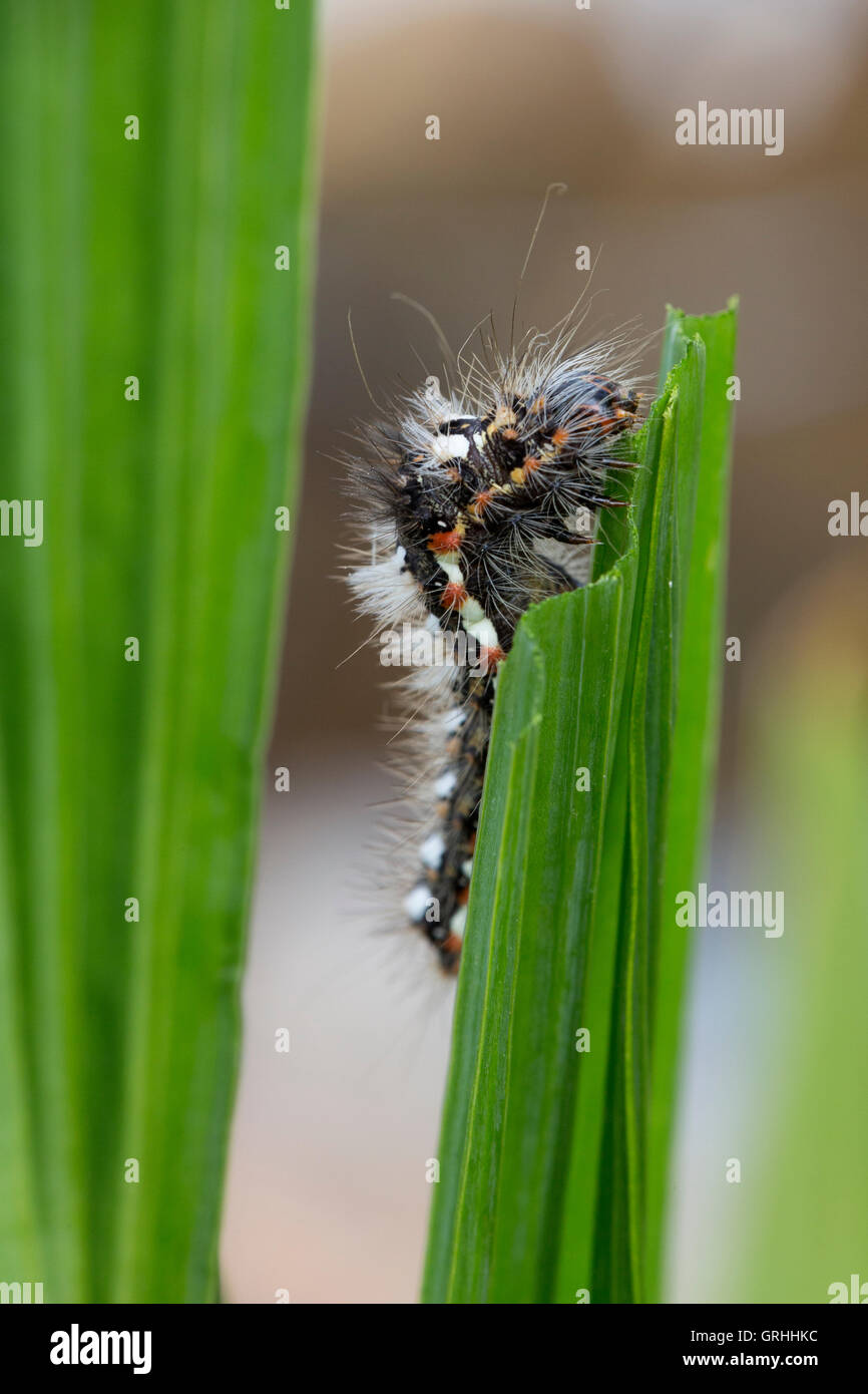 Manger Caterpillar Banque D'Images