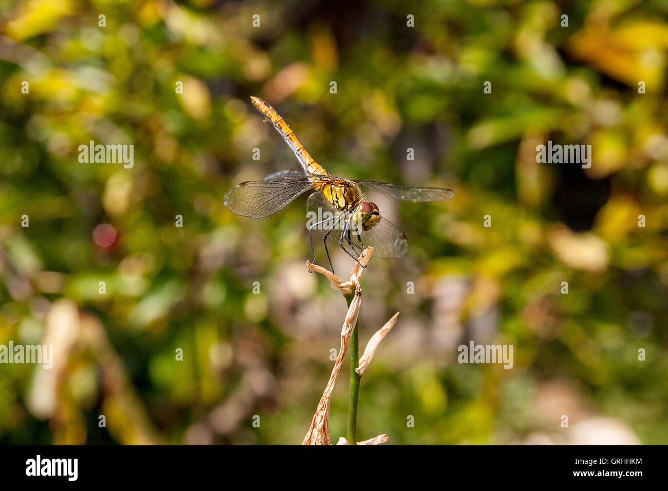 Libellule assis sur la branche sèche. Belle libellule Sympetrum ou dragonfly (Sympetrum flaveolum) dans la nature de l'habitat. Banque D'Images