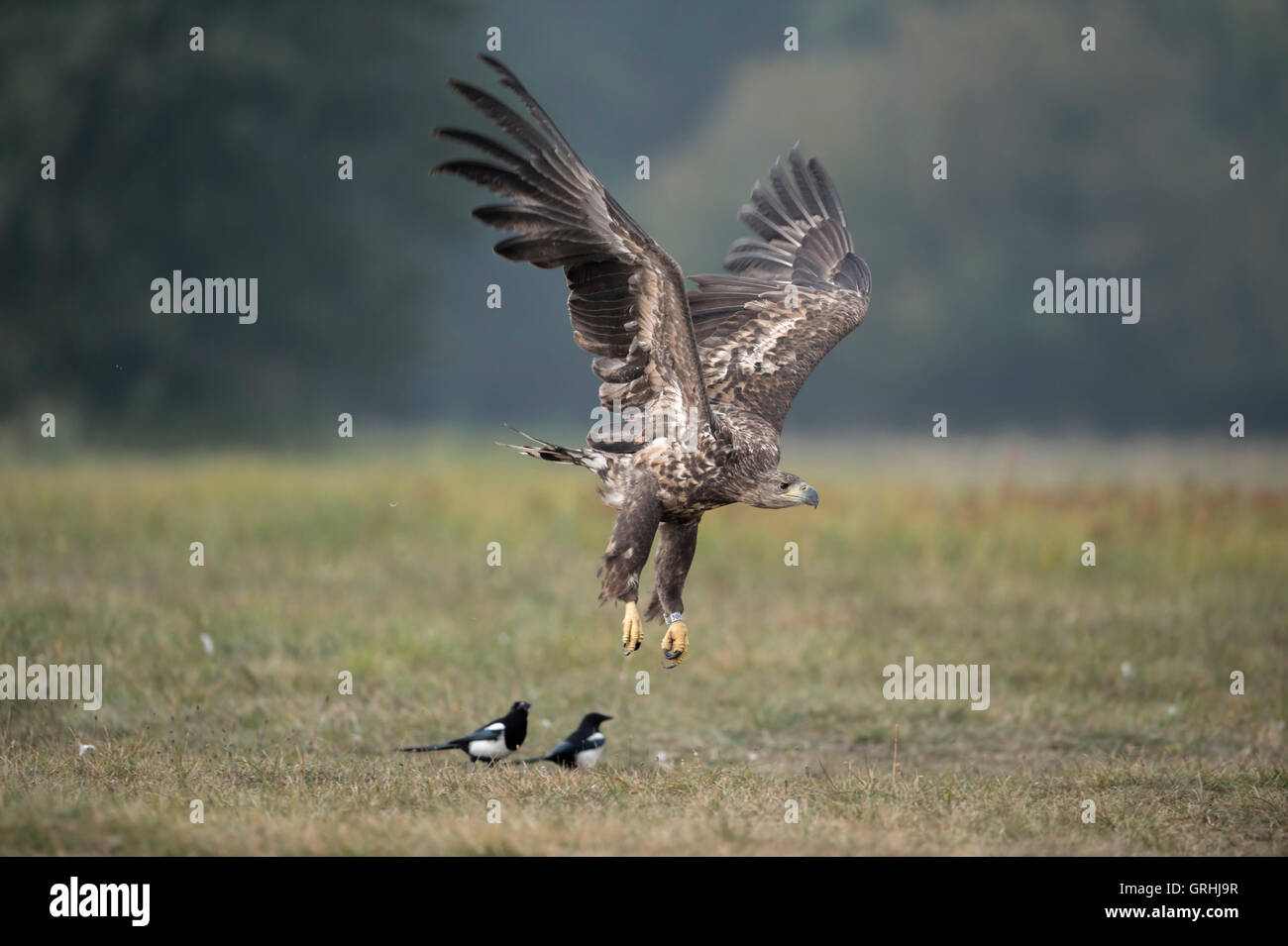 Aigle à queue blanche / aigle de mer / Seeadler ( Haliaeetus albicilla ), immature, décolle pour la chasse, impressionnant oiseau, faune, Europe. Banque D'Images