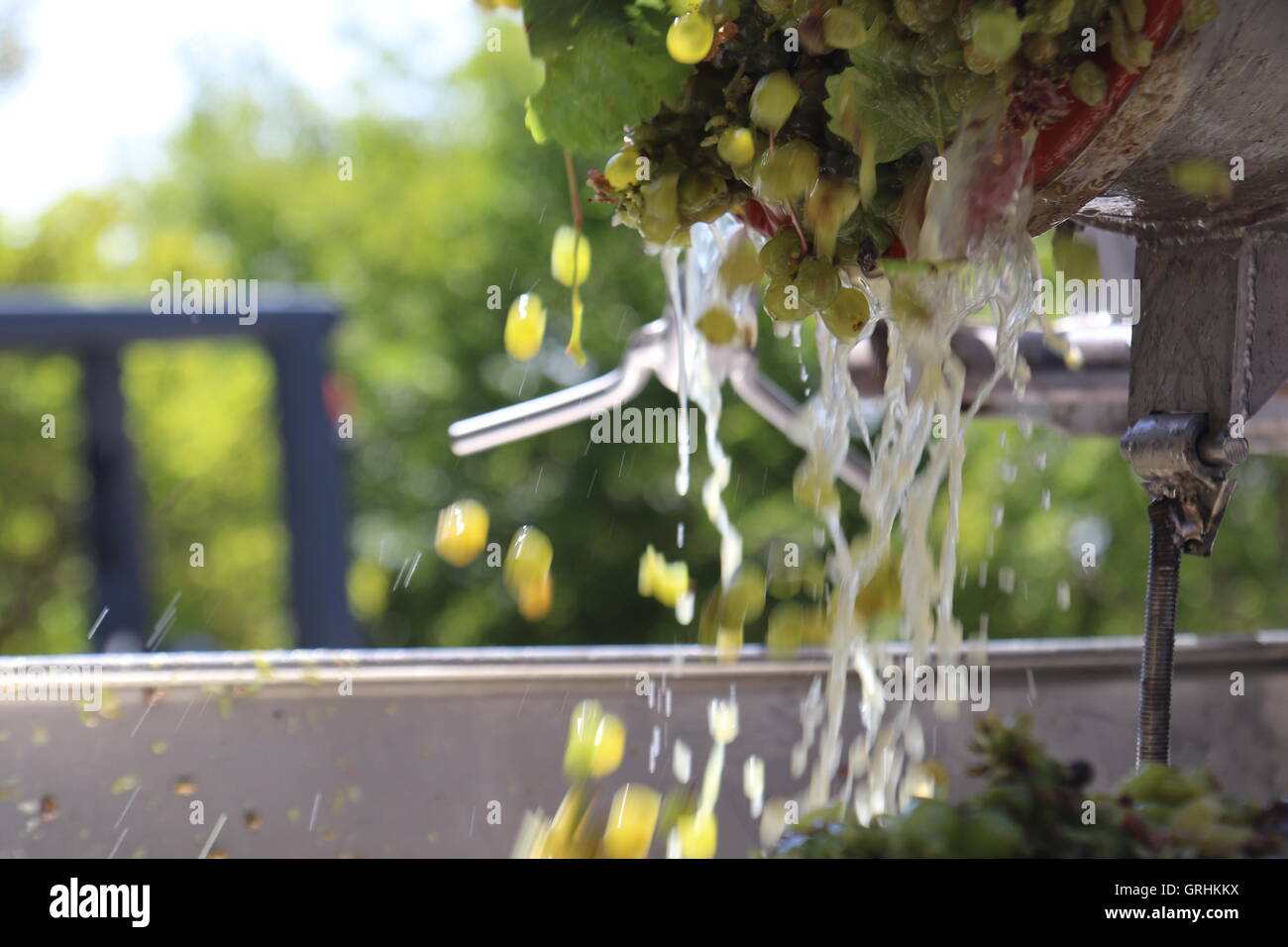Les raisins pour le vin blanc frais ne bascule au Steenberg Vins, Cape Town, Afrique du Sud Banque D'Images