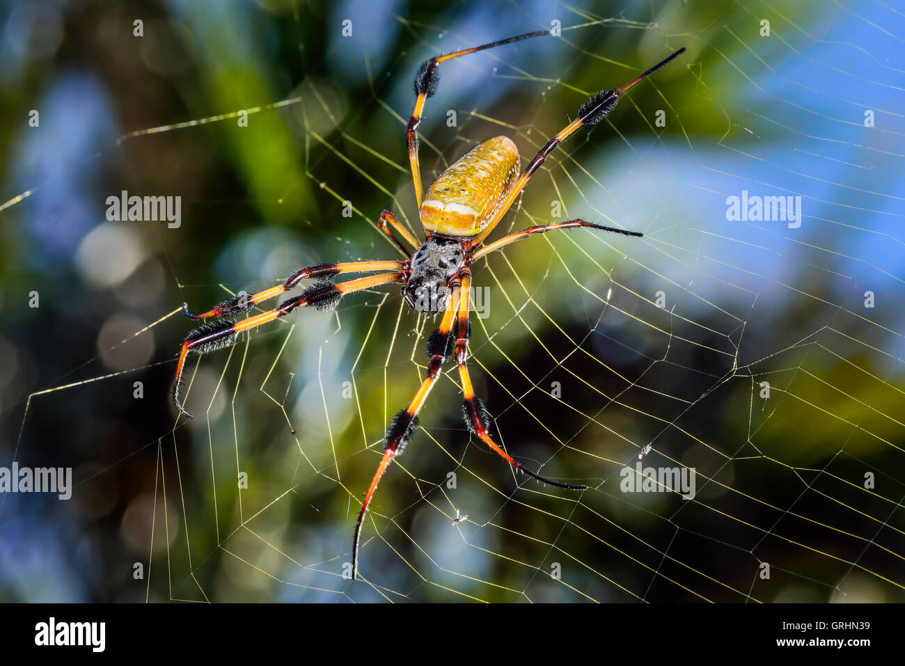 Golden Spider Orb-Web Banque D'Images