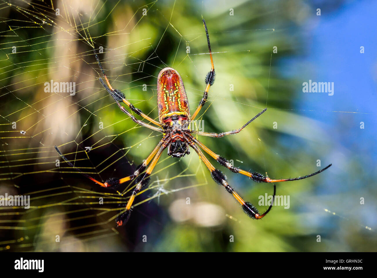 Golden Spider Orb-Web Banque D'Images