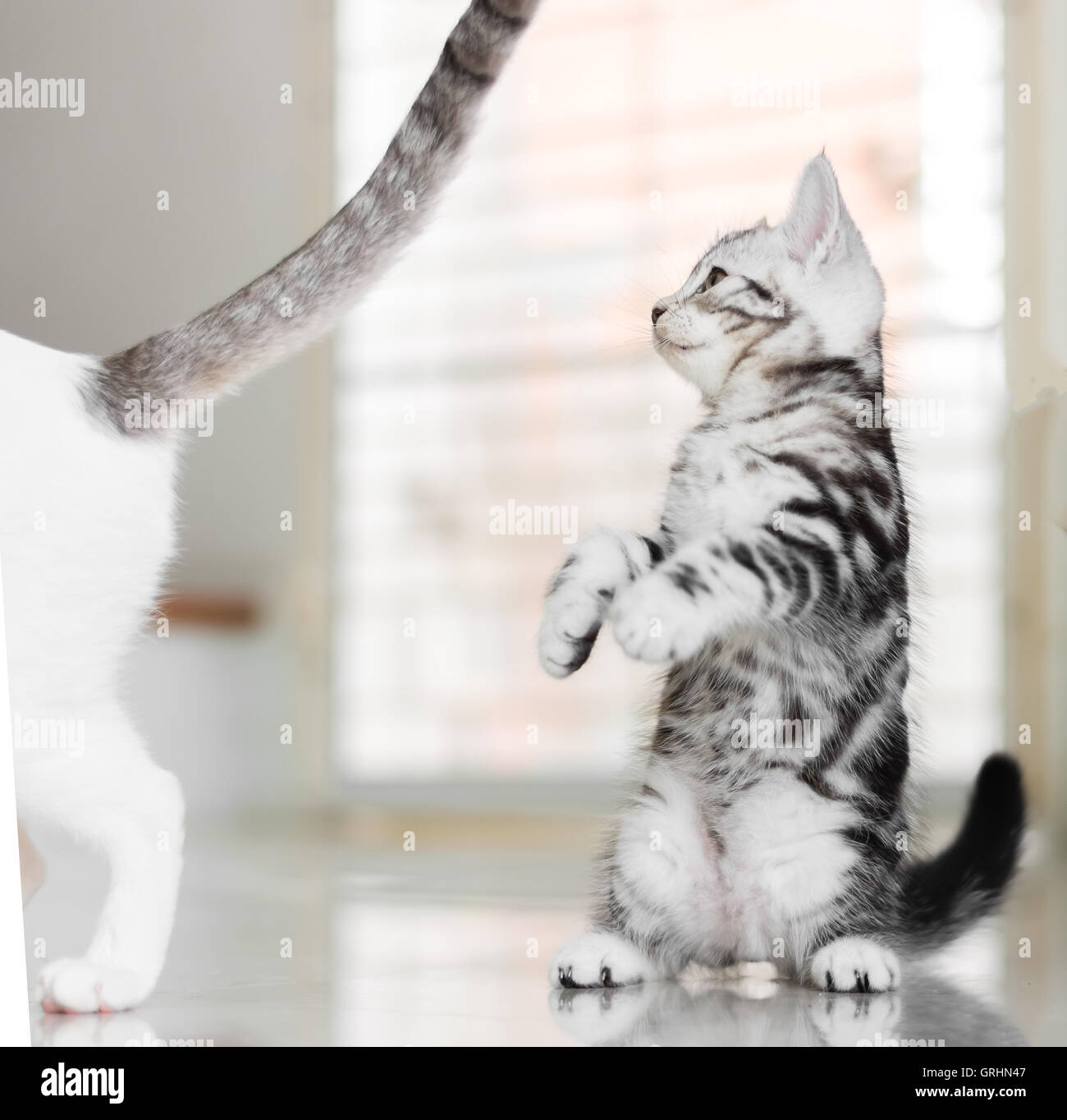 Chat Americain A Poil Court Banque De Photographies Et D Images A Haute Resolution Alamy