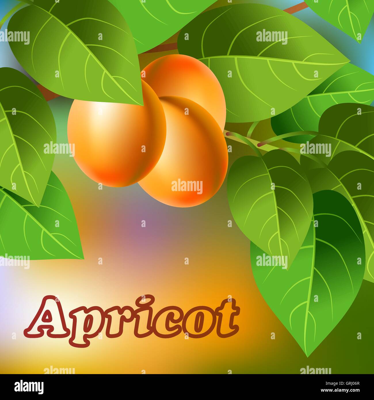 Orange, juteuse, abricots doux sur une branche pour votre conception. Vector Illustration de Vecteur