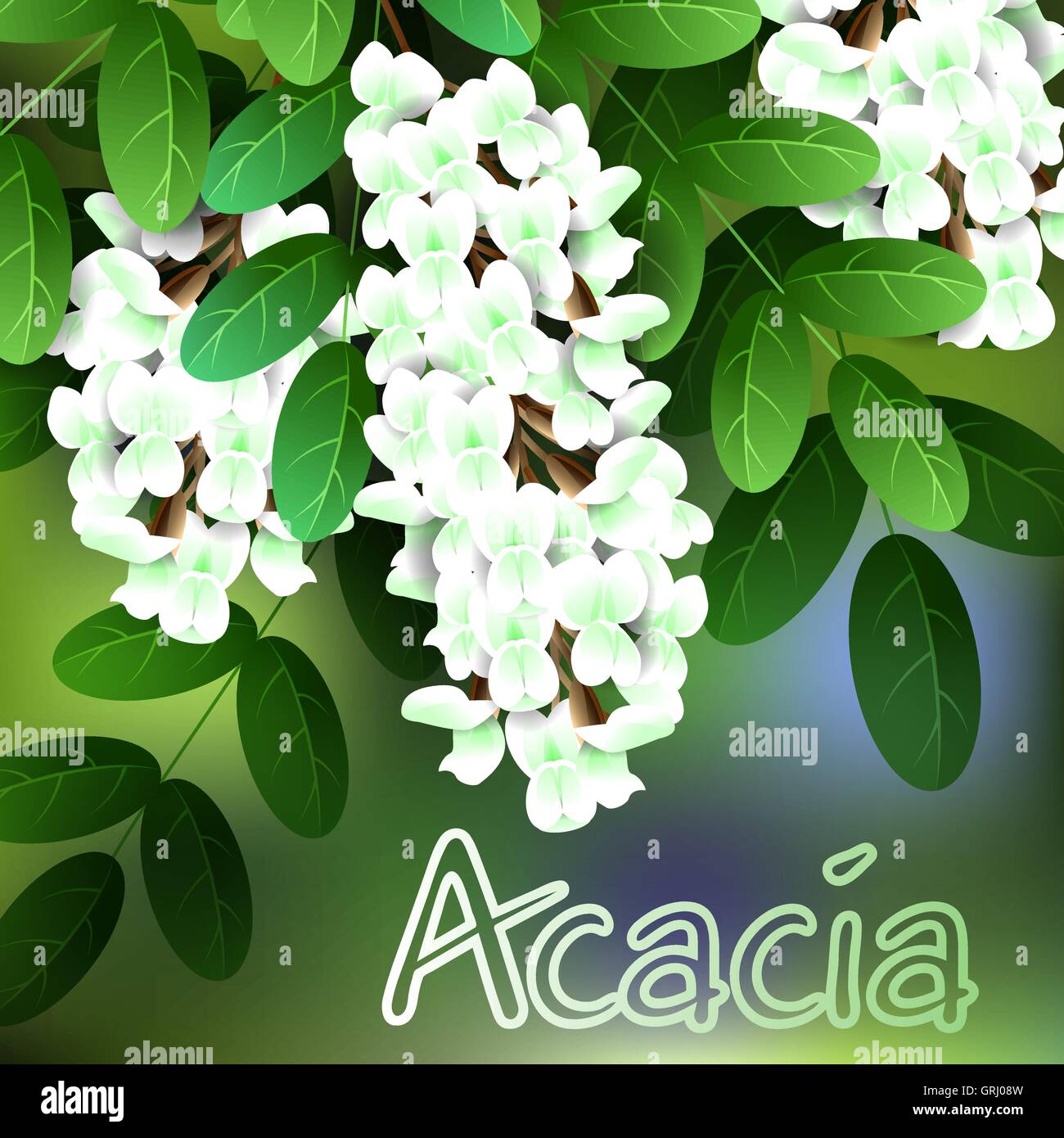 De belles fleurs de printemps l'acacia. Cartes de visite ou votre conception de l'espace pour le texte. Vector Illustration de Vecteur