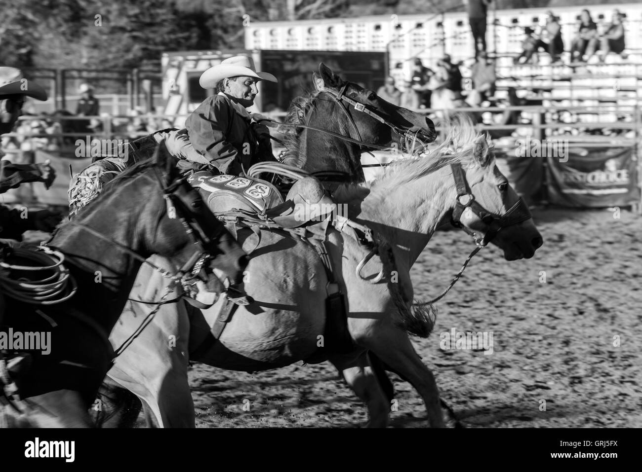 Au cours de l'action monte de chevaux de selle compétition à Snowmass Rodeo, Snowmass, Colorado Banque D'Images