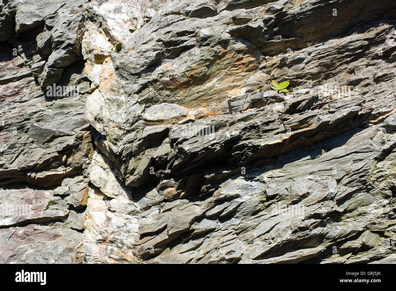 Un trait vertical dans l'intrusion de quartz près de Blaenau Ffestiniog slate en couches, Gwynedd, Pays de Galles, Royaume-Uni Banque D'Images