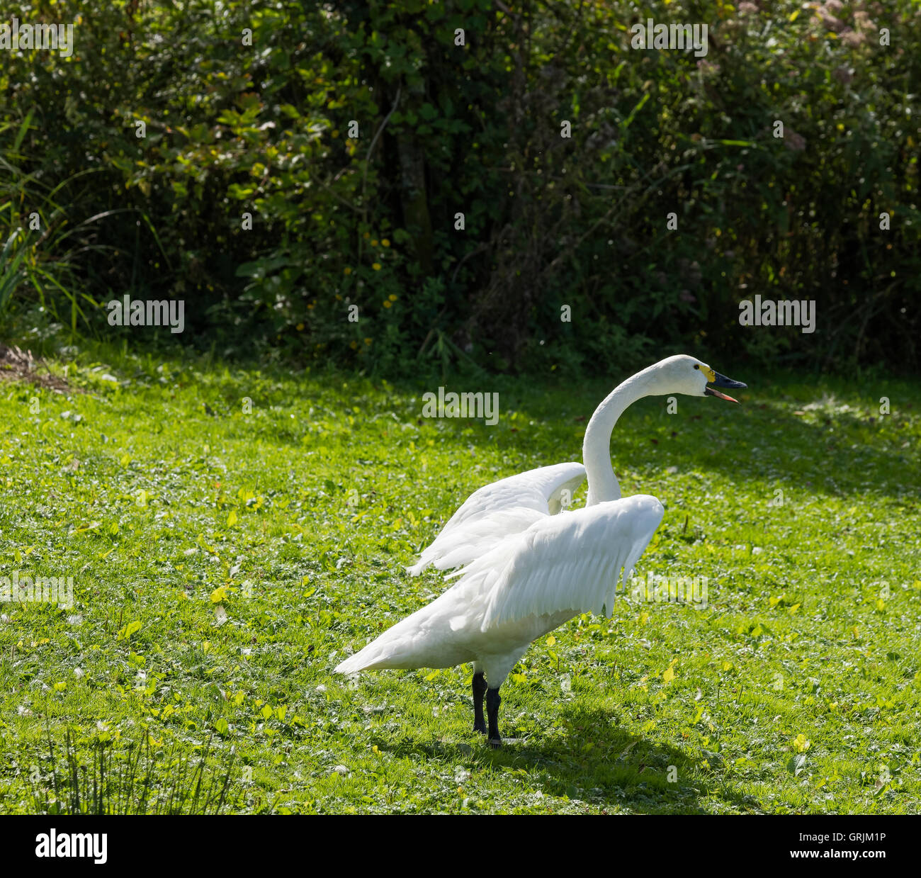 Large white swan bewick et rétroéclairé permanent isolé sur l'herbe regardant à droite avec son bec ouvert dans une posture agressive Banque D'Images
