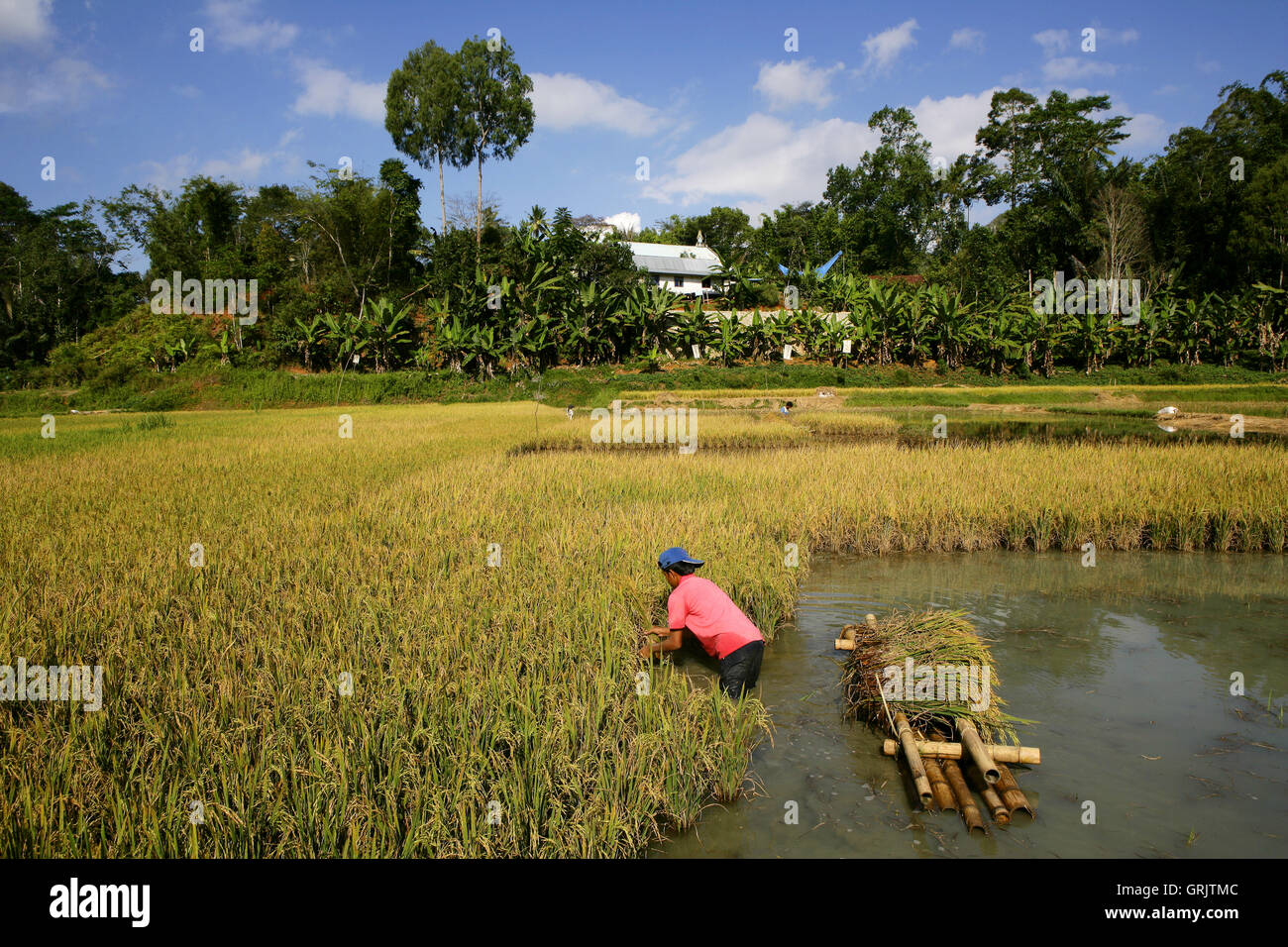 Garçon dans un champ de riz, Suaya Toraja, terres, au sud de Sulawesi, Indonésie Banque D'Images