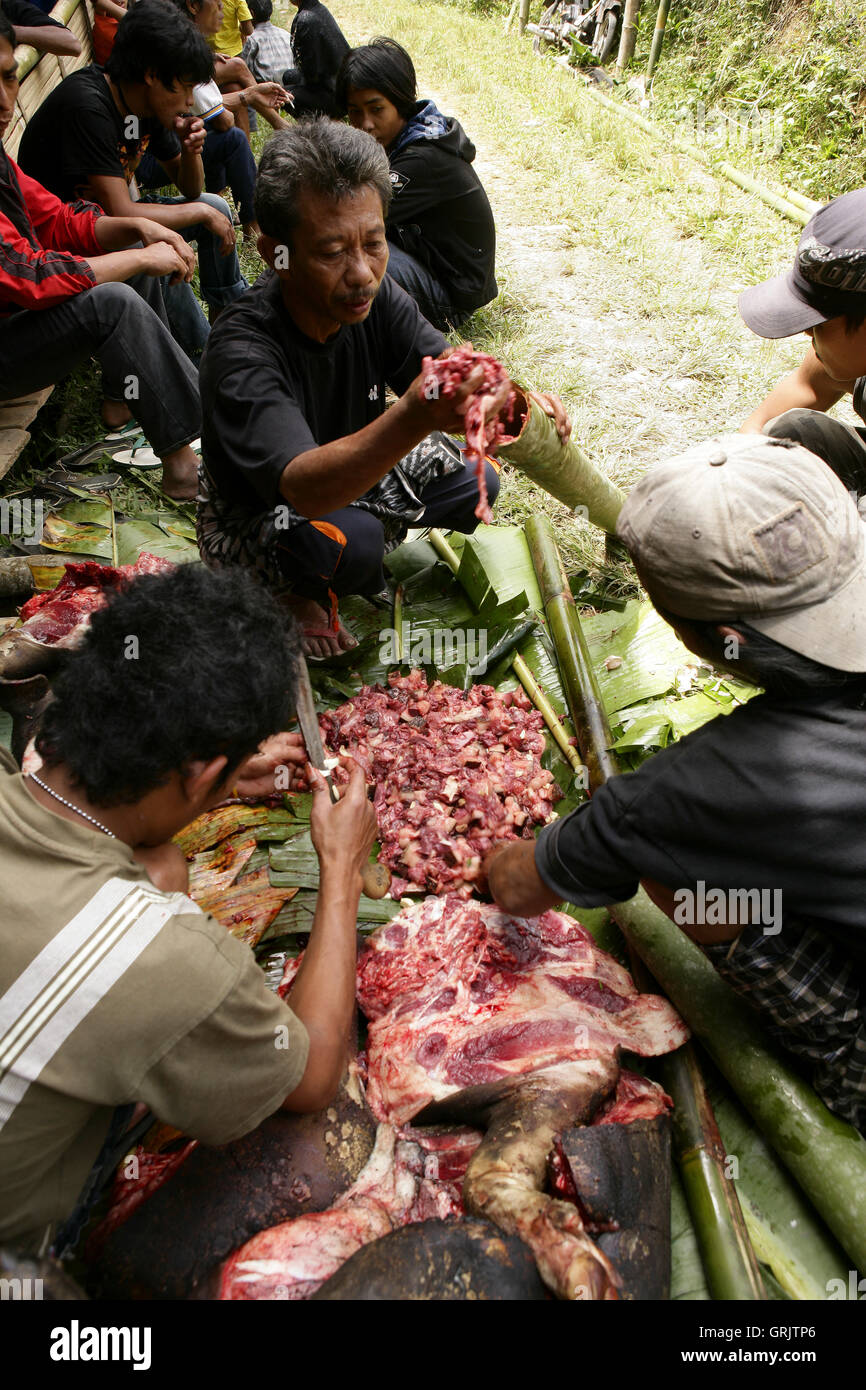 Les hommes en faisant glisser la peau d'un buffle mort lors de funérailles d'abattage au Tana Toraja Banque D'Images