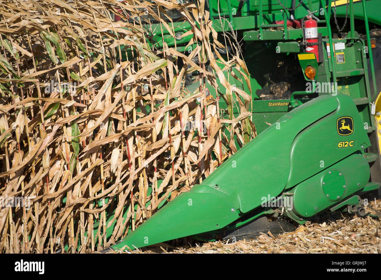 La récolte de maïs de l'automne Banque D'Images