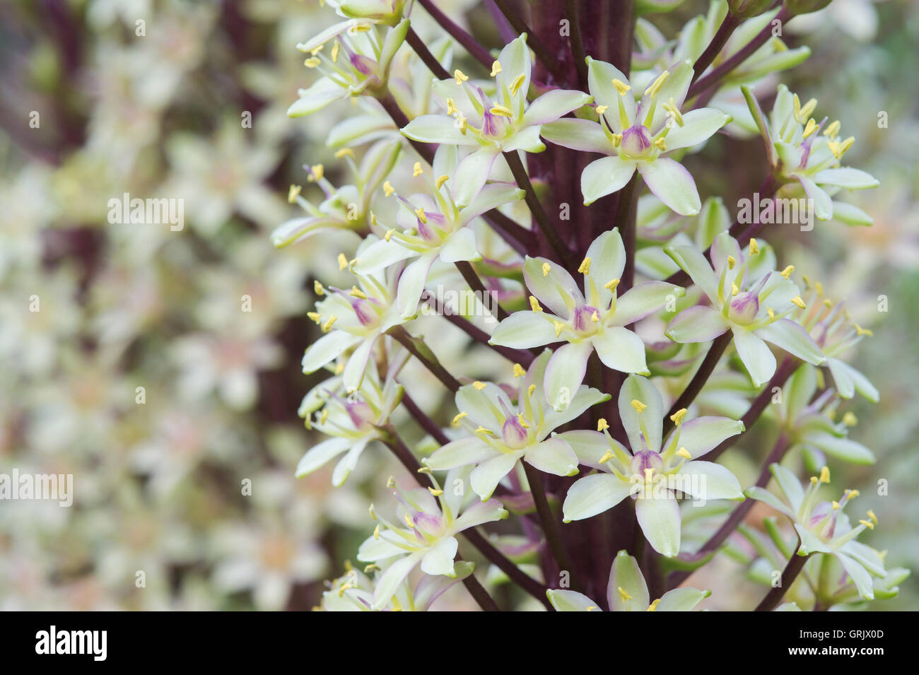 Eucomis comosa. Pineapple lily / fleur d'Ananas Banque D'Images