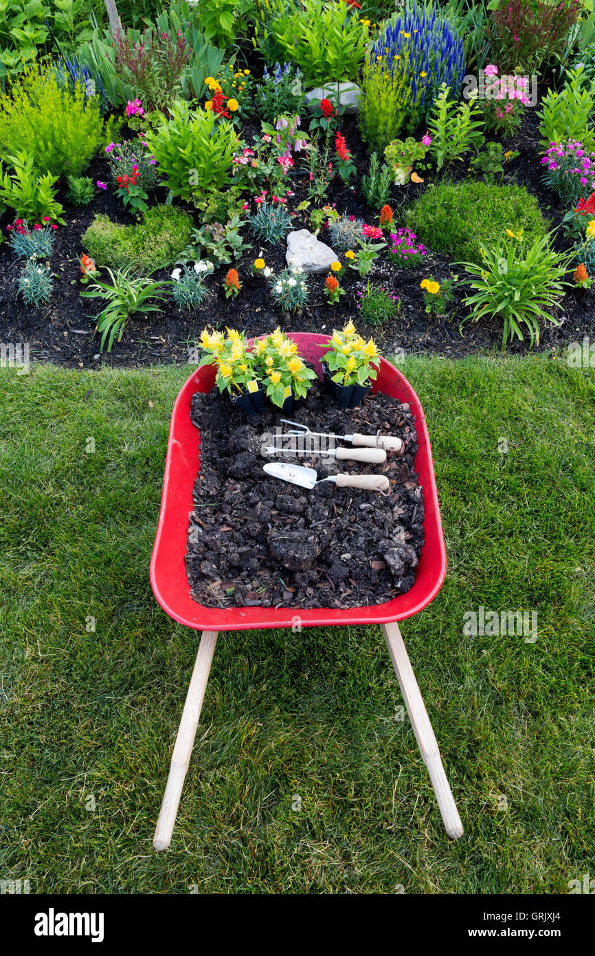 Vue de dessus d'une brouette métallique rouge rempli d'un terreau fertile pour la plantation d'un sol riche Célosie jaune avec petit jardin de fleurs Banque D'Images