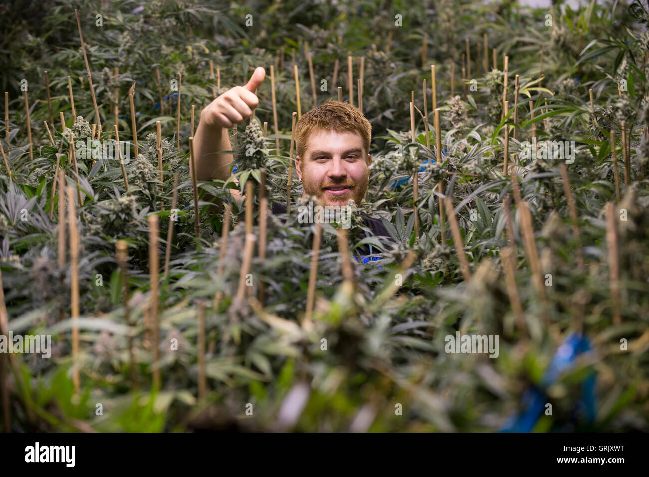 Denver, Colorado- chef Producteur, Jonathan Nelson donne un coup de pouce au milieu de ses prêts pour la récolte de marijuana médicale dans la recherche de solutions vertes Rx et la dynamique de croissance. Banque D'Images