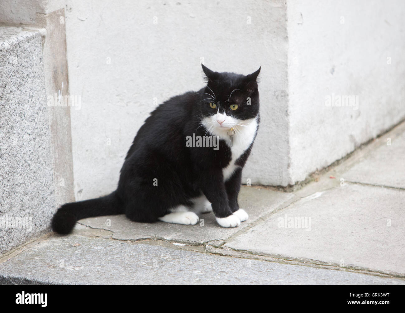 Palmerston, le chef résident de l'Mouser Foreign & Commonwealth Office (FCO) à Whitehall, Londres,assis dans Downing St Banque D'Images
