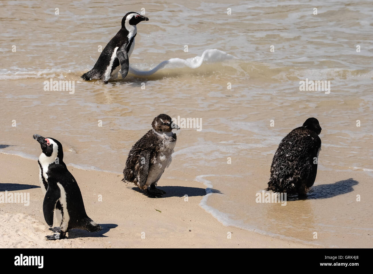 La plage de Boulders, près de Cape Town en Afrique du Sud a une colonie de pingouins africains qui s'y installèrent en 1982. Un jeune poulet. Banque D'Images