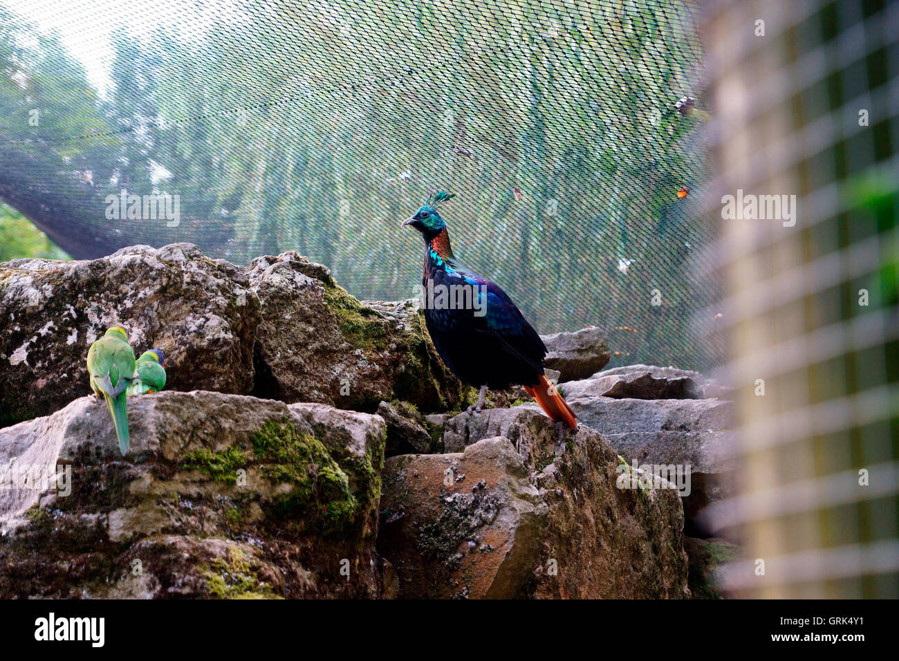 HIMALAYAN MONAL. (LOPHOPHORUS IMPEJANUS) Banque D'Images