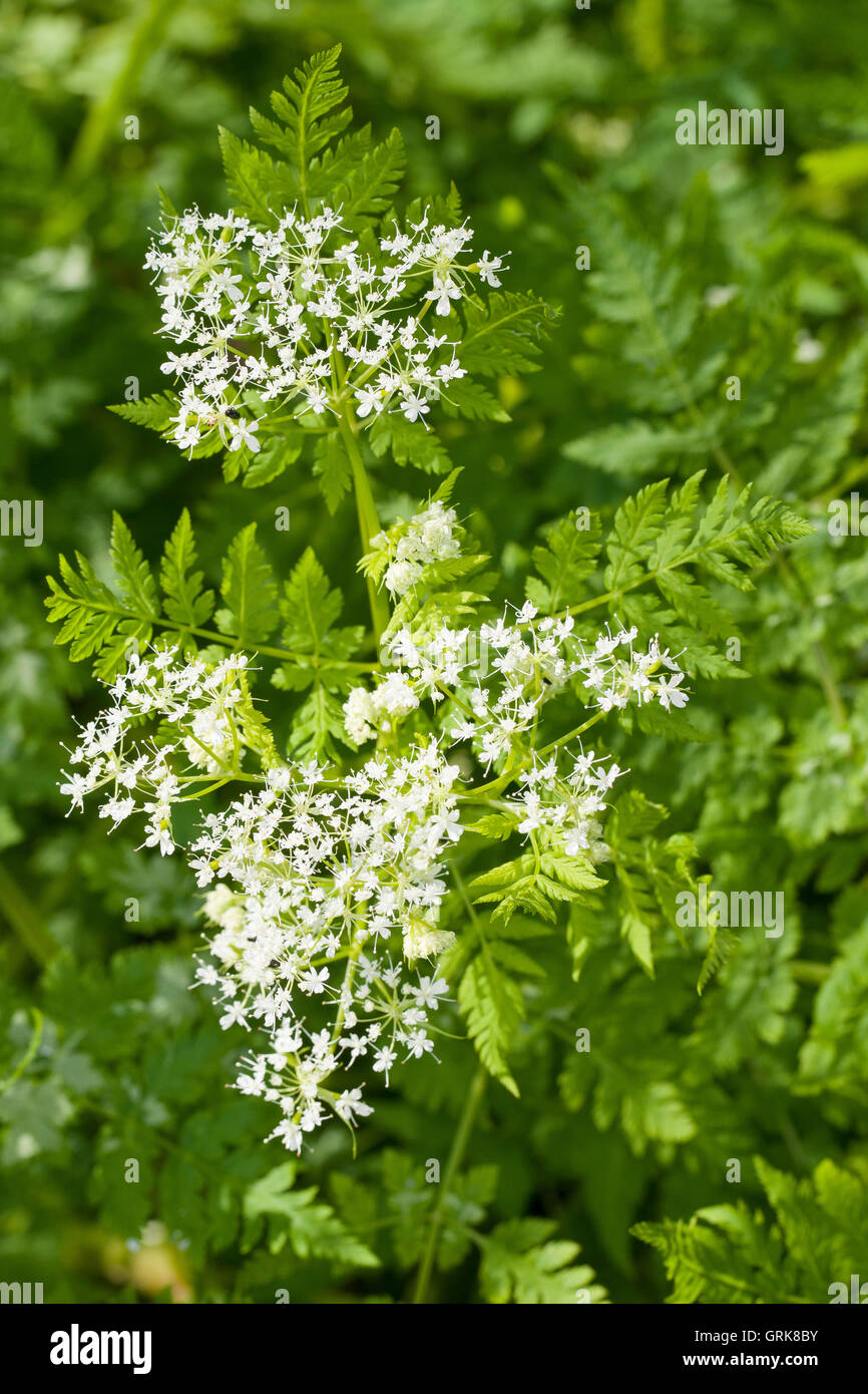 Süßdolde Myrrhencurbel, Süß,-Myrrhen-Curbel Süssdolde Dolde,,, Myrrhis odorata, syn. Scandix odorata, Sweet Cicely, Sweet-Cicely Banque D'Images