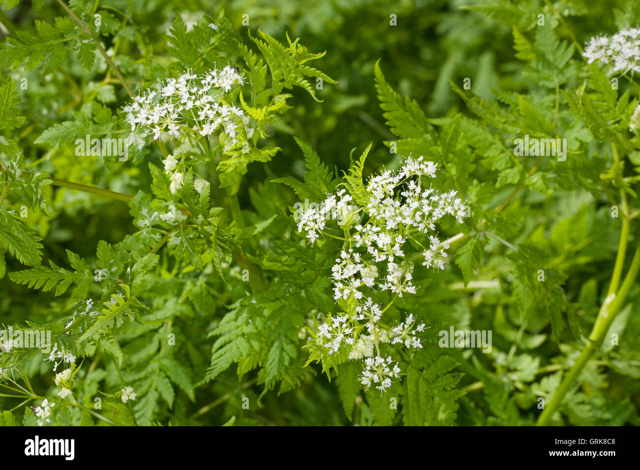 Süßdolde Myrrhencurbel, Süß,-Myrrhen-Curbel Süssdolde Dolde,,, Myrrhis odorata, syn. Scandix odorata, Sweet Cicely, Sweet-Cicely Banque D'Images