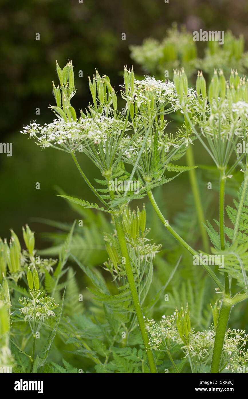 Süßdolde Myrrhencurbel, Süß,-Myrrhen-Curbel Süssdolde Dolde,,, Myrrhis odorata, syn. Scandix odorata, Sweet Cicely, Sweet-Cicely Banque D'Images