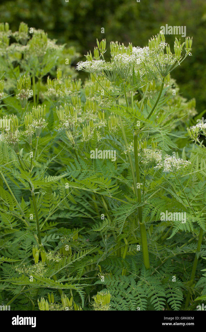 Süßdolde Myrrhencurbel, Süß,-Myrrhen-Curbel Süssdolde Dolde,,, Myrrhis odorata, syn. Scandix odorata, Sweet Cicely, Sweet-Cicely Banque D'Images